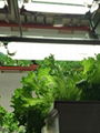 Hydroponics Greenhouse Magnectic Induction Grow Lights Save 50% Cost Than LED 