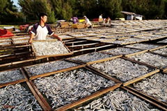 Fish Meal, Dried fish.