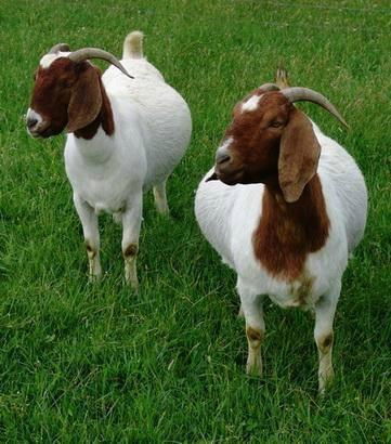 ALIVE BOER GOAT for sale