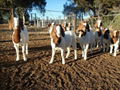 ALIVE BOER GOAT for sale