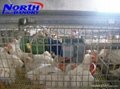 poultry cages 4