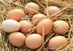 Farm Fresh Eggs