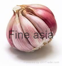 Garlic