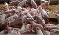 fatty emulsifier for piglet 2