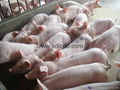 fatty emulsifier for piglet 3