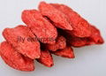 dried goji berry 100% natural high Quantity 2015 new crop medlar 1