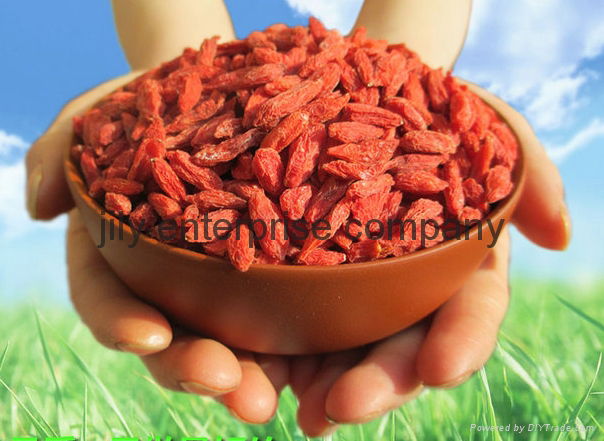 wholesale export extract certified organic ningxia goji berry 3