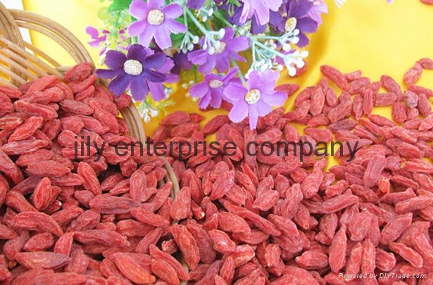 wholesale export extract certified organic ningxia goji berry 4