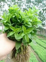 Stevia