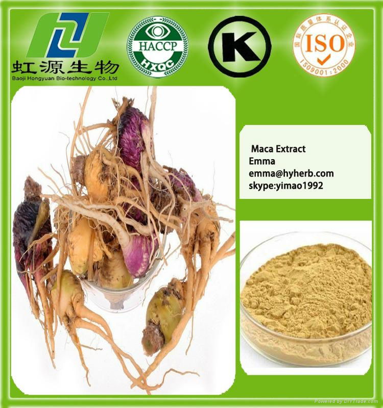 maca extract powder