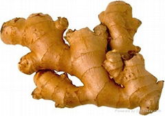 FRESH GINGER