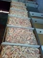 Processed Chicken Feet 3