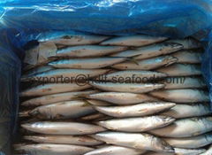 Whole Round of Mackerel Fish New Coming