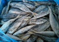 Frozen Horse Mackerel Whole Round