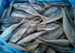 Frozen Horse Mackerel Whole Round