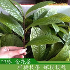 防普毛瓣四季凹脉黄抱茎金花茶枝条 茶花嫁接接穗