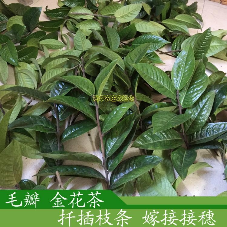 防普毛瓣四季凹脉黄抱茎金花茶枝条茶花嫁接接穗 中国广西壮族自治区生产商 绿化苗木 园艺产品 自助贸易 防普毛瓣四季凹脉黄抱茎金花茶枝条茶花嫁接接穗 中国广西壮族自治区生产商 绿化苗木 园艺产品 自助贸易