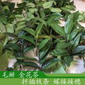 防普毛瓣四季凹脉黄抱茎金花茶枝条 茶花嫁接接穗 5