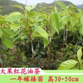  大果红花油茶嫁接苗 4