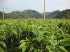  大果紅花油茶嫁接苗