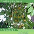 供应大果红花油茶种子 4