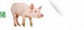 swine feed fatty emulsifier-runeng