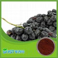 plant extract & Grape Seed for Sale Manufactory in China 5