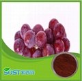 plant extract & Grape Seed for Sale Manufactory in China 2