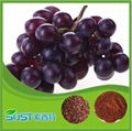 plant extract & Grape Seed for Sale Manufactory in China 3