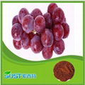 plant extract & Grape Seed for Sale