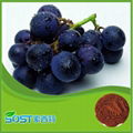 plant extract & Grape Seed for Sale Manufactory in China 4