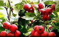 high quality hot new products for 2015 hawthorn fruit extract 4