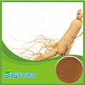 Alibaba China supply Ginseng root extract 4