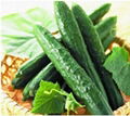 Cucumber  extract powder Instant cucumber powder 100% soluble in water