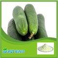 Cucumber  extract powder Instant cucumber powder 100% soluble in water 2