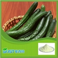 Cucumber  extract powder Instant cucumber powder 100% soluble in water 4