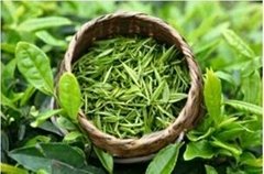 wholesale bio green tea extract Tea polyphenols supply by sost