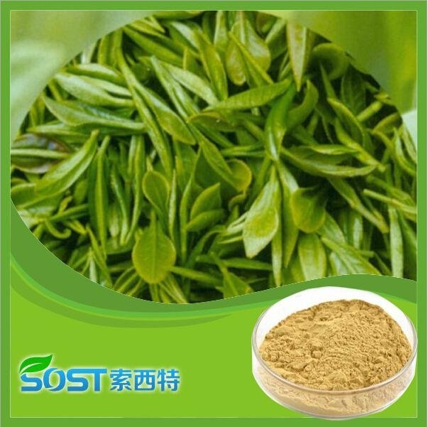 wholesale bio green tea extract Tea polyphenols supply by sost 3