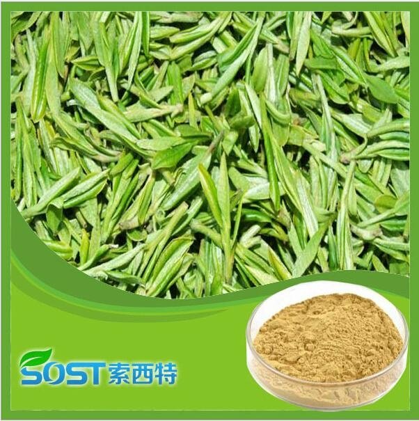 wholesale bio green tea extract Tea polyphenols supply by sost 4