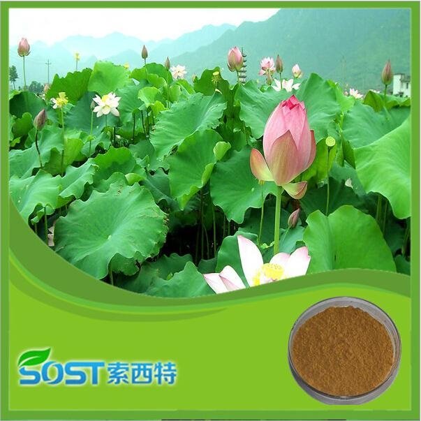 China supplier herb extract folium nelumbinis extract nuciferine lotus leaf p.e.