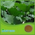 China supplier herb extract folium nelumbinis extract nuciferine lotus leaf p.e. 2