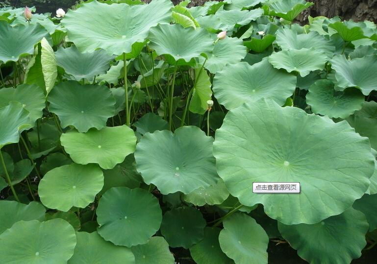 China supplier herb extract folium nelumbinis extract nuciferine lotus leaf p.e. 3