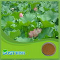 China supplier herb extract folium nelumbinis extract nuciferine lotus leaf p.e. 4