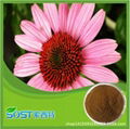 Chinese manufacturer supply best quality and hot sale echinacea extract 