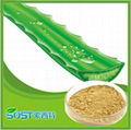 manufacturer supply competitive price Aloe vera Powder 2