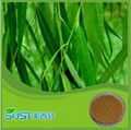 White Willow Bark Extract Salicin HPLC 10% 2