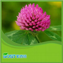 Wholesale and top quality red clover