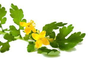 Celandine (Herba Chelidoni) 5