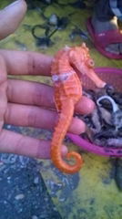 Dried sea horse