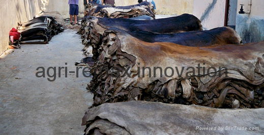 Animal Skin for sale